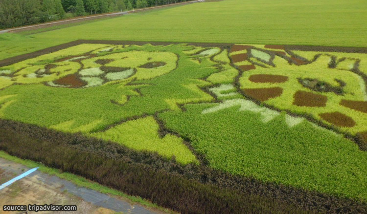 เทศกาล Tanbo Art เมืองอาซาฮิคาวะ
