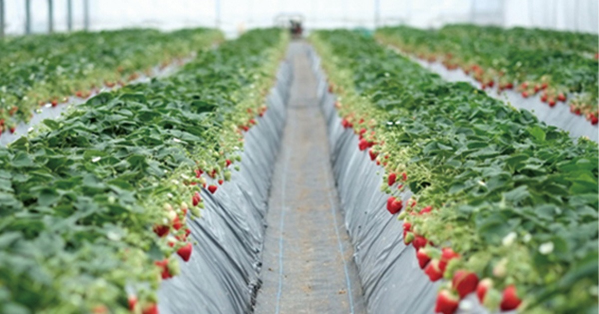 Kawatsura Strawberry Farm