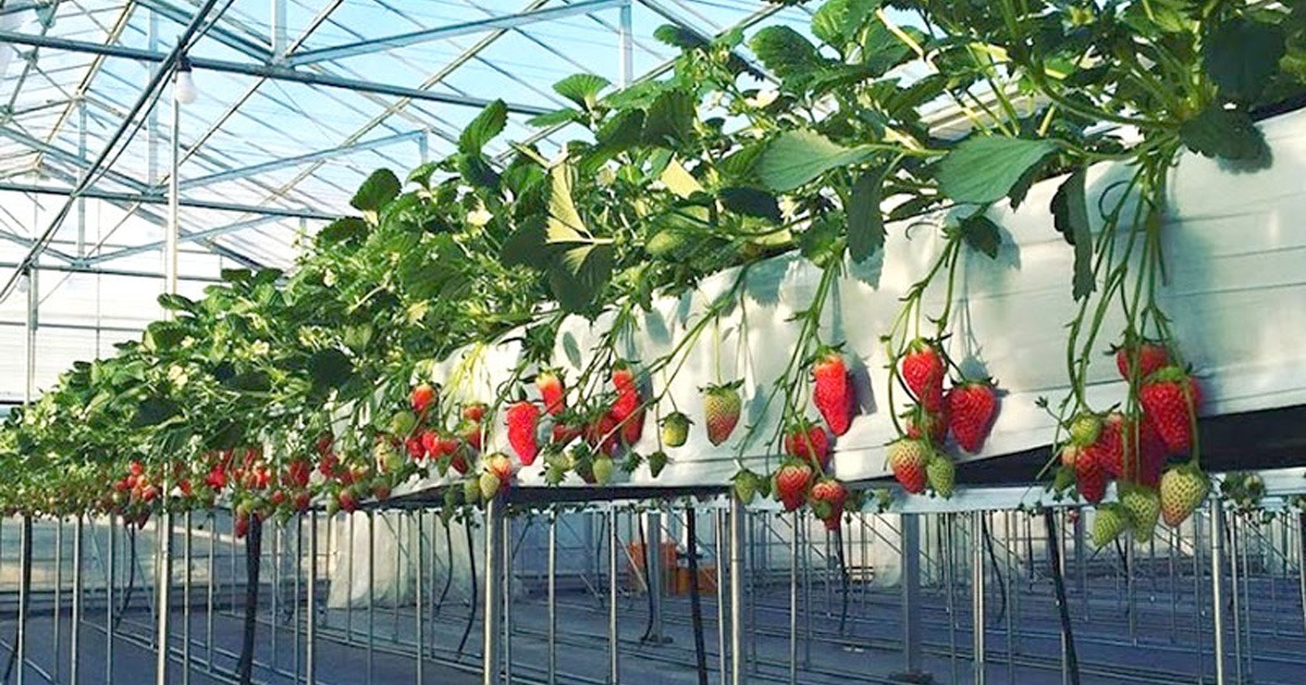 Ichigo-no-Sato Farm