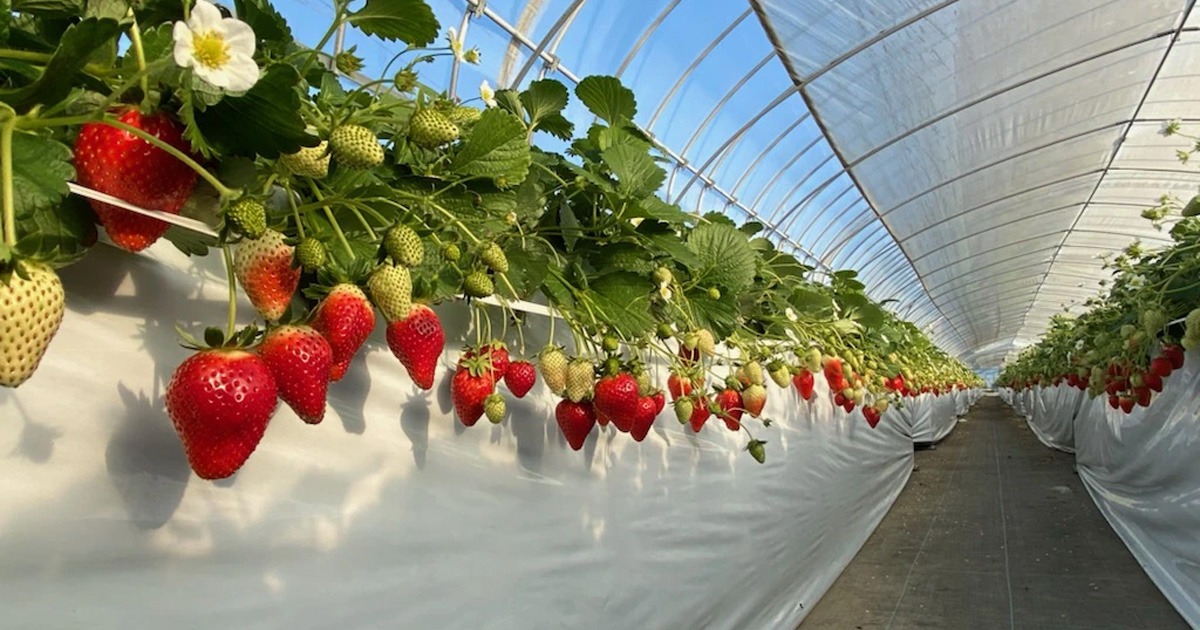 Sano Strawberry Farm