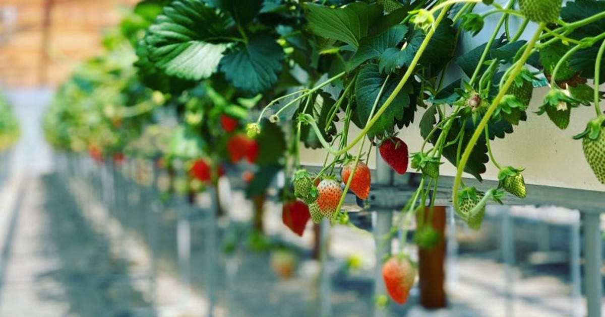 Harada Farm