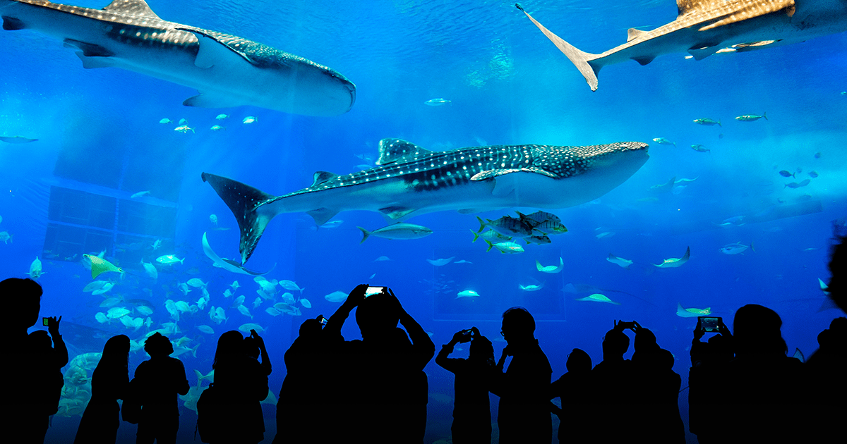 Okinawa Churaumi Aquarium