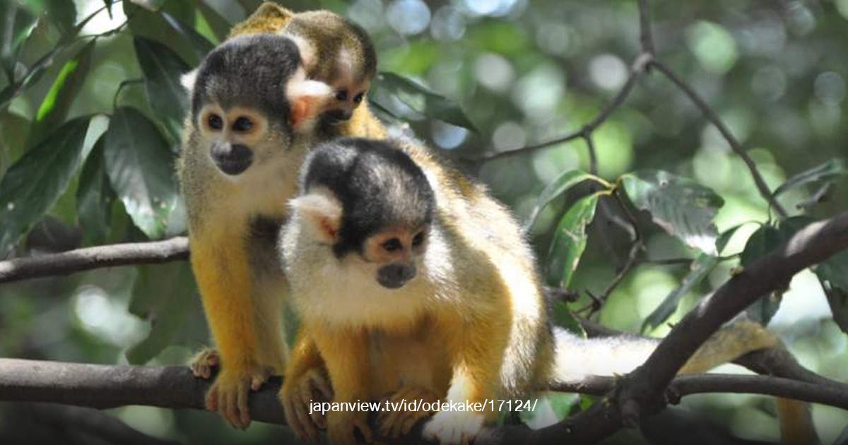 Japan Monkey Centre