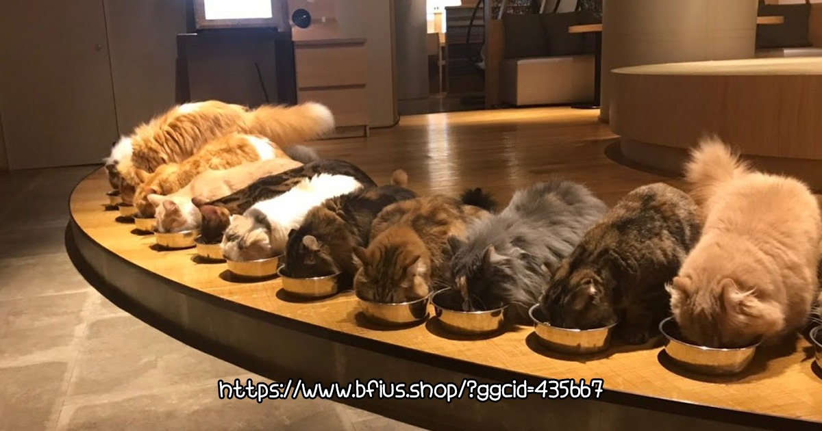 Mocha Lounge