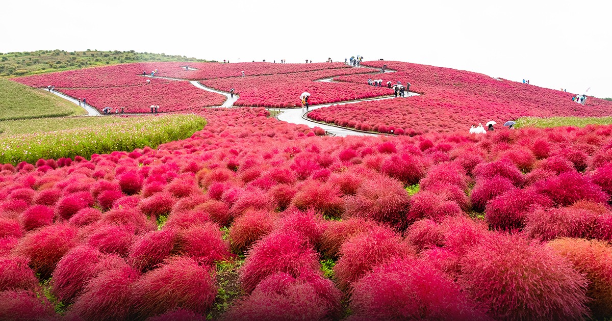 Hitachi Seaside Park