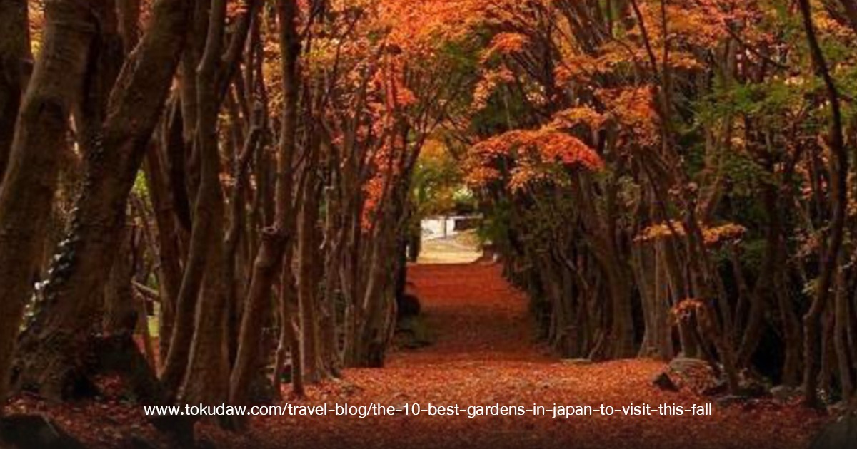 Kawachi Wisteria Garden