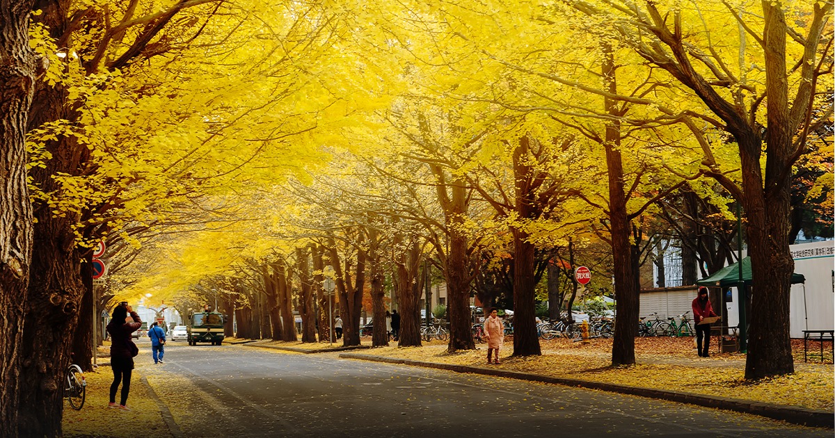 Hokkaido University Gingko Avenue 