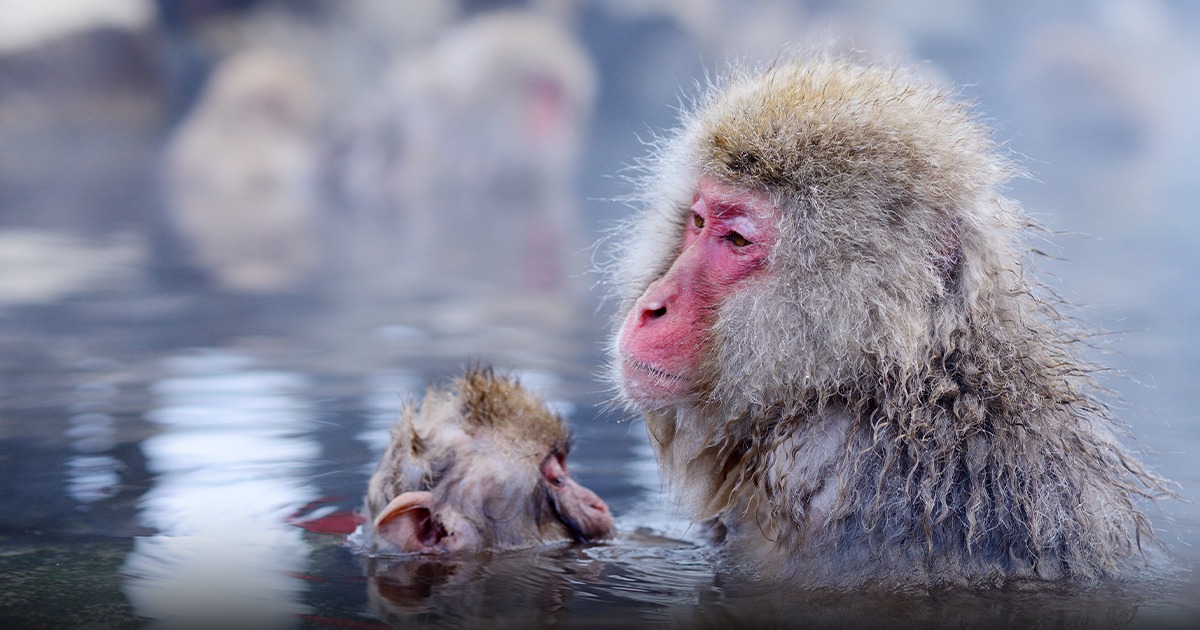 ลิงหิมะ