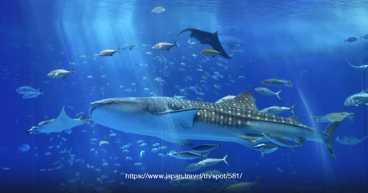 โอกินาว่า