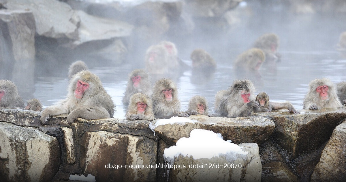 ลิงหิมะ ญี่ปุ่น