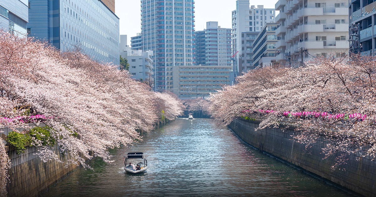 ซากุระ โตเกียว