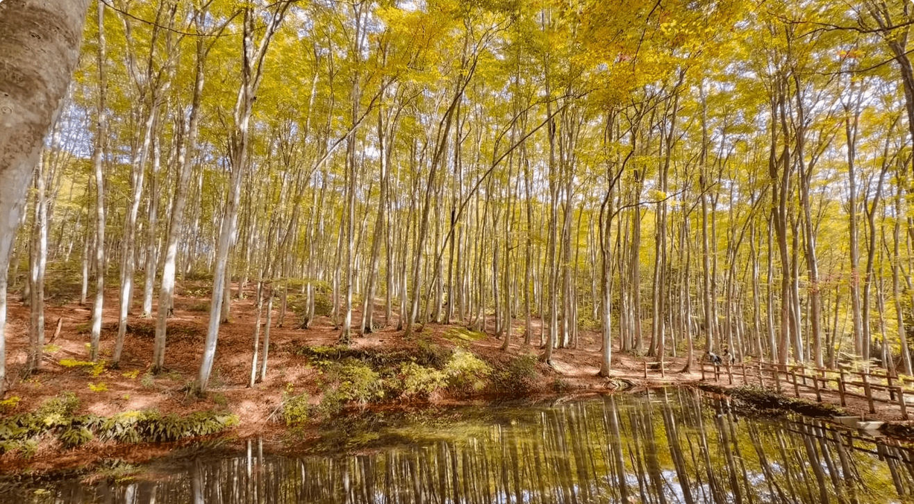 Bijin Bayashi Forest
