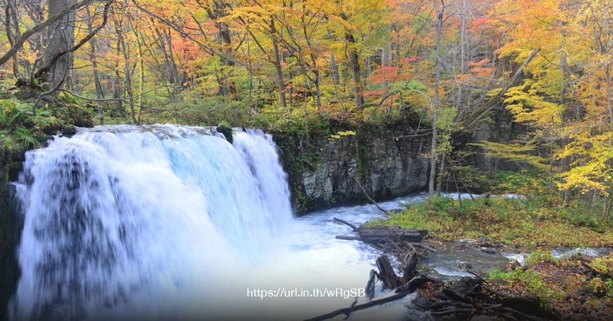 อา โอ โม ริ