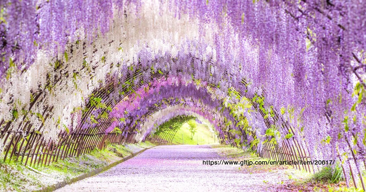 Kawachi Wisteria Garden